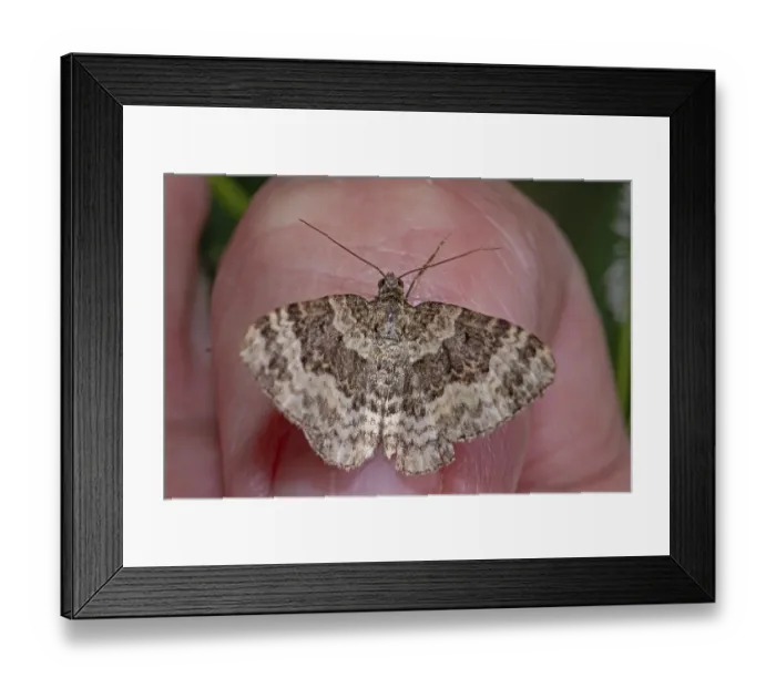 Framed Print : White-banded bedweed moth with open wings sitting on hand from behind