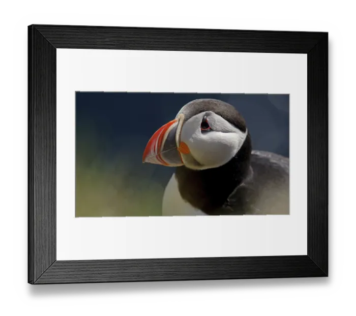 Framed Print : Iceland, puffins on Latrabairg Framed Print : Iceland, puffins on Latrabairg