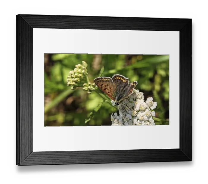Framed Print : A butterfly, Sooty Copper (lycaena tityrus) Framed Print : A butterfly, Sooty Copper (lycaena tityrus)