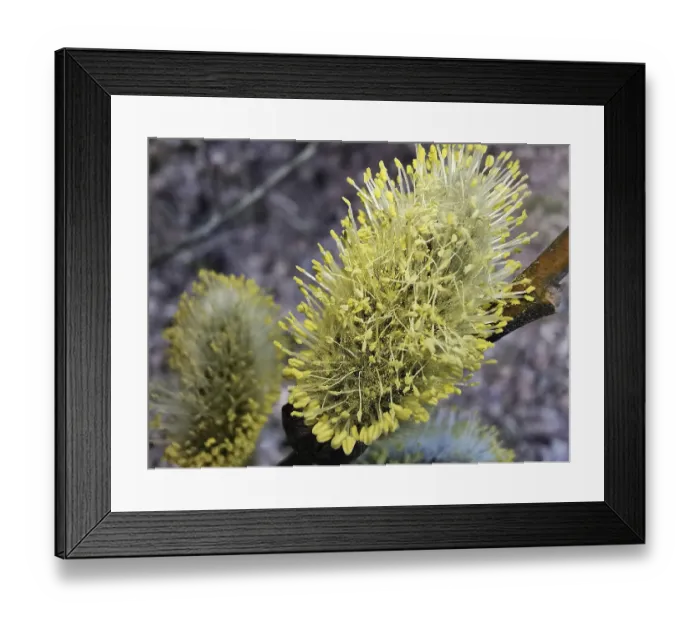 Framed Print : Yellow, flowering willow catkin (salix caprea) in close-up Framed Print : Yellow, flowering willow catkin (salix caprea) in close-up