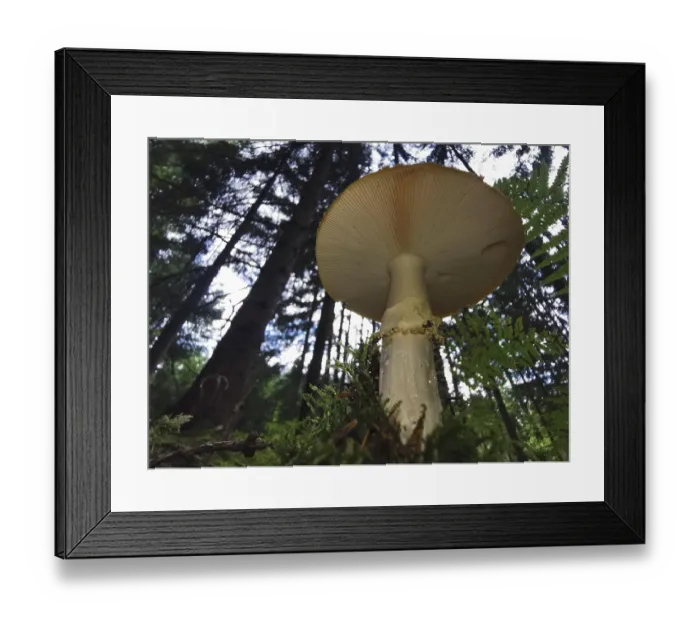 Framed Print : Large mushroom (fungi) in the forest Framed Print : Large mushroom (fungi) in the forest