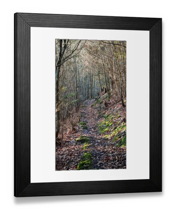 Framed Print : Forest trail covered with leaves surrounded by trees Framed Print : Forest trail covered with leaves surrounded by trees