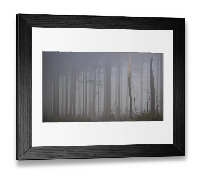 Framed Print : Pale fog envelops tall trees and creates a mystical atmosphere