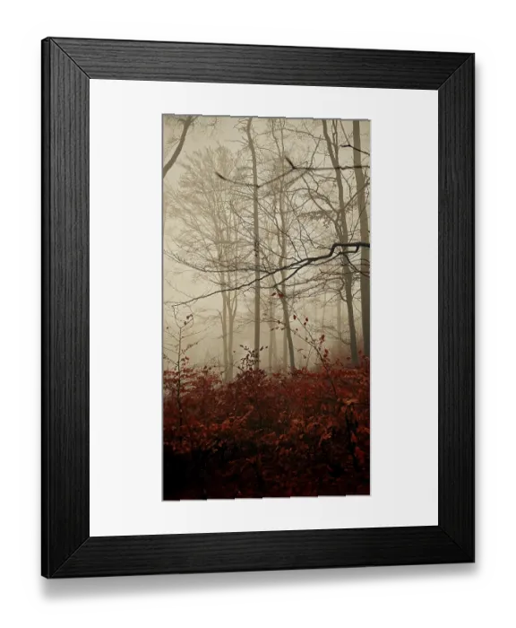 Framed Print : Picturesque foggy forest scene with dark trees and red autumn leaves