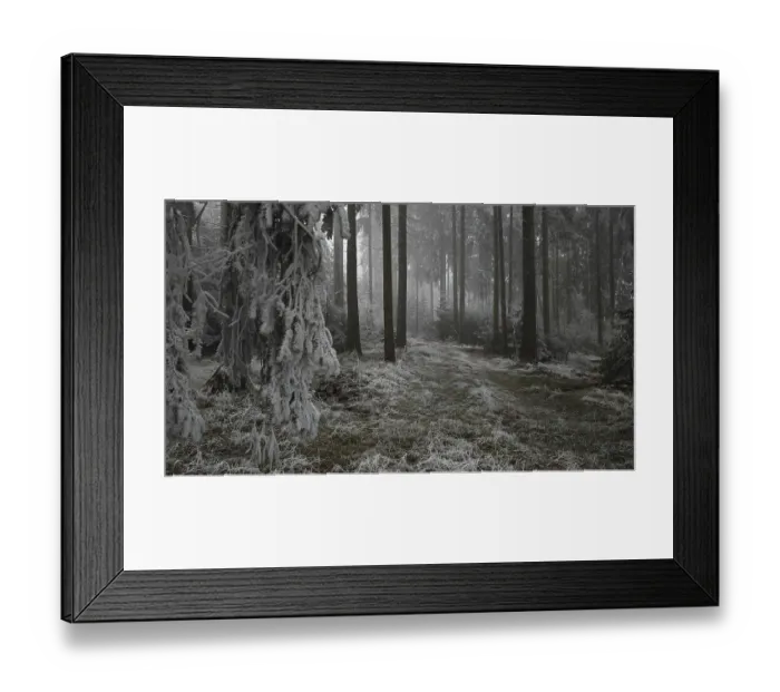Framed Print : Frosty forest with foggy atmosphere and quiet Framed Print : Frosty forest with foggy atmosphere and quiet