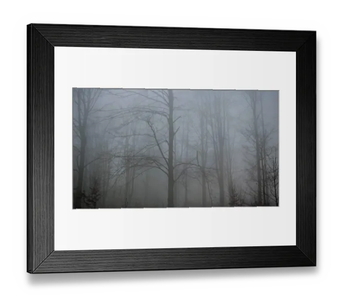 Framed Print : Foggy and bare forest with tall trees that create a gloomy atmosphere