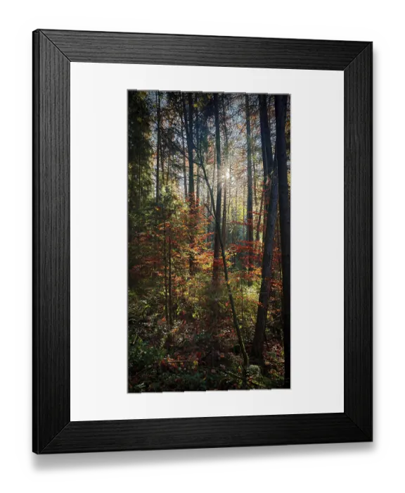 Framed Print : Sunrays penetrate the colorful autumn leaves in a dense romantic forest
