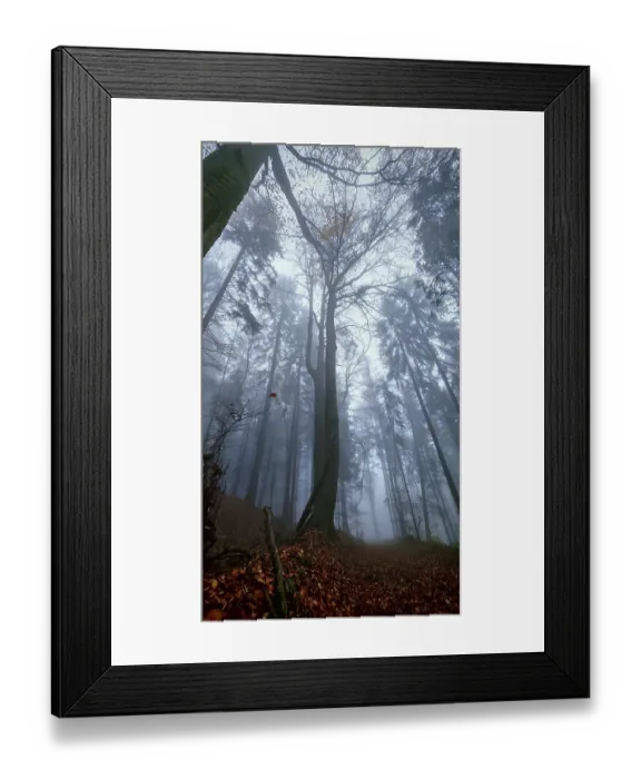 Framed Print : Mystical forest scene with foggy atmosphere and towering trees