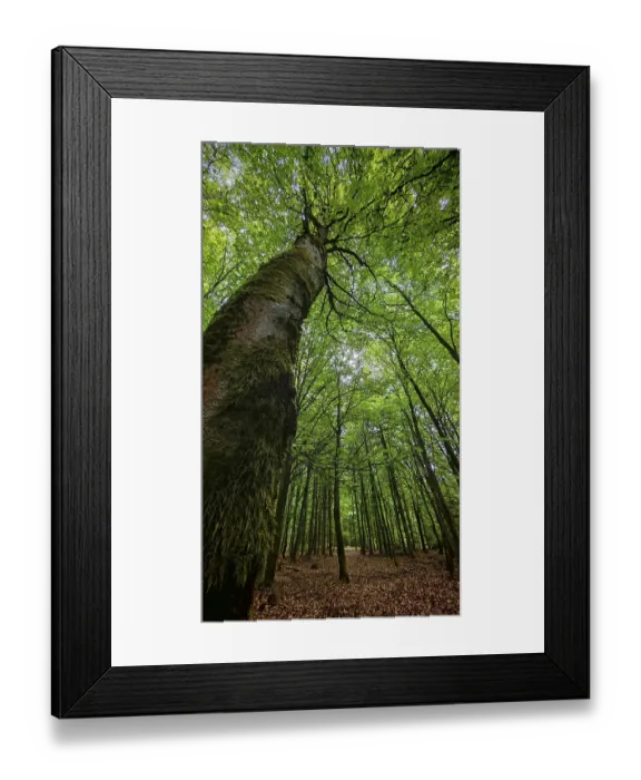 Framed Print : Green trees in a quiet forest, Frankenwald