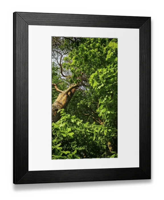Framed Print : Sloping trees with thick foliage under a blue sky Framed Print : Sloping trees with thick foliage under a blue sky