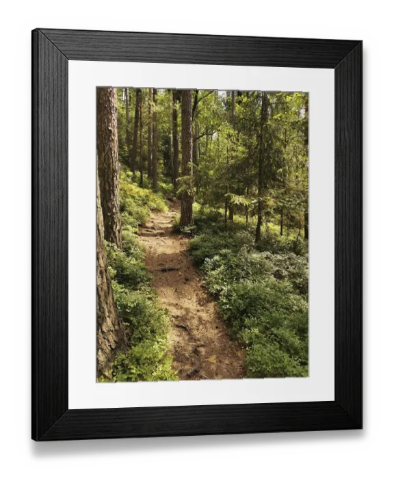 Framed Print : A narrow path snakes through a sun-drenched forest full of tall trees
