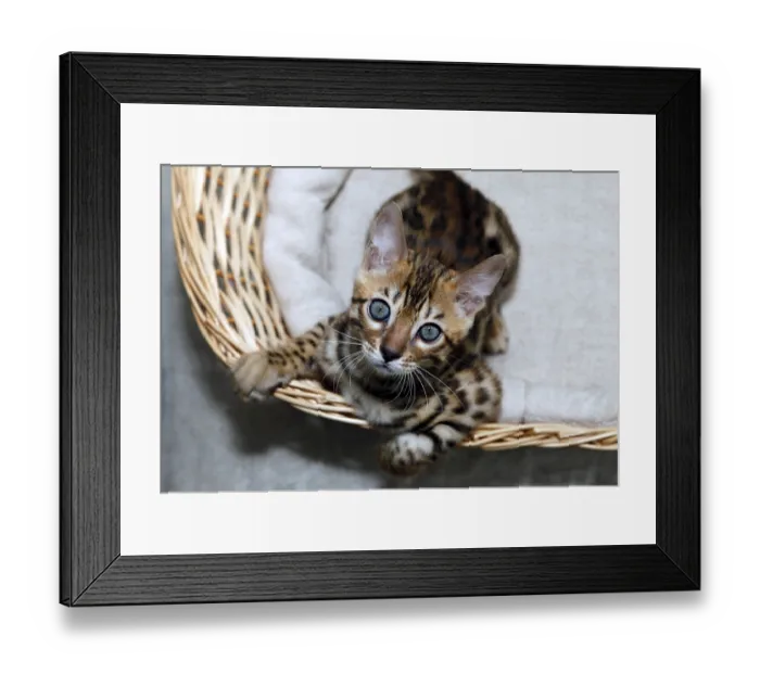 Framed Print : Small bengal kitten in a basket