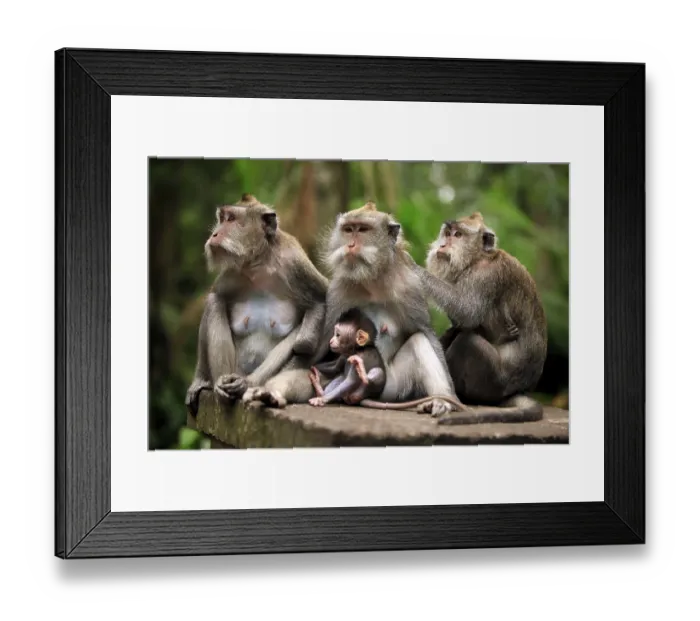 Framed Print : Family of monkeys. Bali a zoo. Indonesia