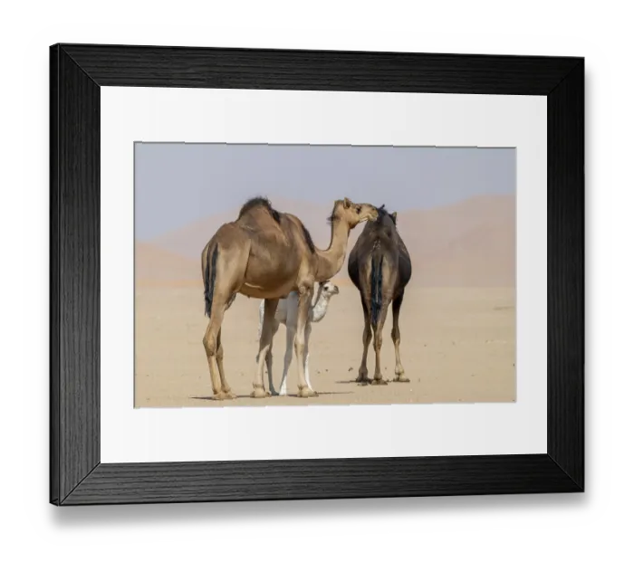 Framed Print : Dromedary (Camelus dromedarius)