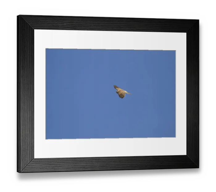 Framed Print : Common kestrel (Falco tinnunculus) adult falcon bird of prey in flight