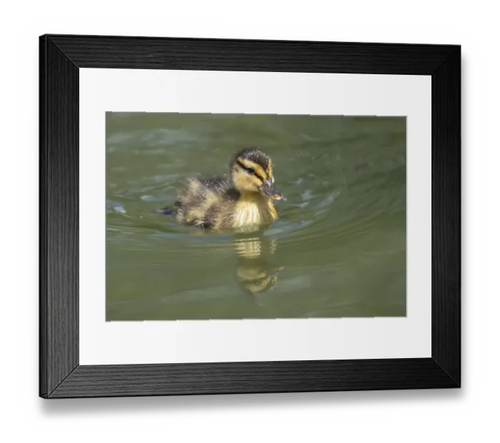 Framed Print : Mallard duck (Anas platyrhynchos) juvenile baby duckling bird on the water of a lake in summer