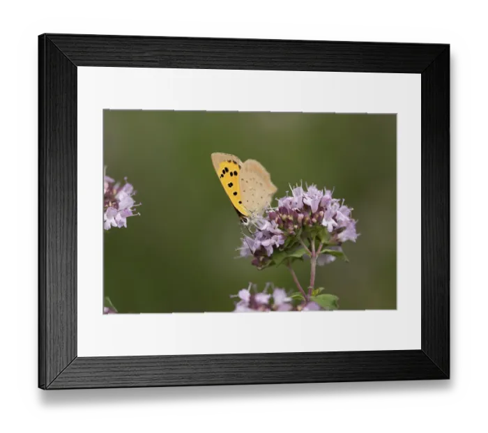 Framed Print : Small copper butterfly (Lycaena phlaeas) Framed Print : Small copper butterfly (Lycaena phlaeas)