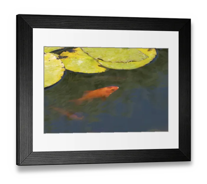 Framed Print : Common goldfish (Carassius auratus) adult fish in a garden pond Framed Print : Common goldfish (Carassius auratus) adult fish in a garden pond