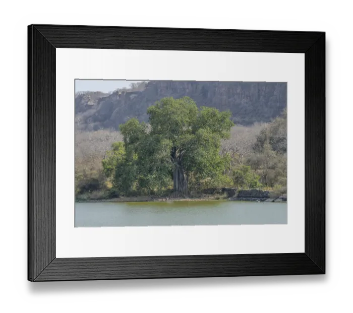 Framed Print : A solitary large tree by a lake surrounded by mountains
