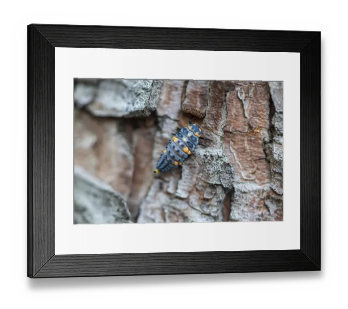 Framed Print : Close-up of a ladybird larvae on a tree