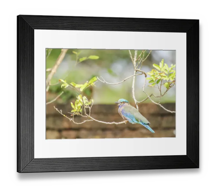 Framed Print : Indian Roller (Coracias benghalensis) on the branch