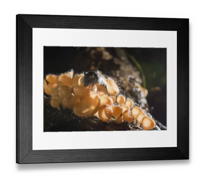 Framed Print : Mushroom in the rain forest among the fallen leaves and bark with the rat
