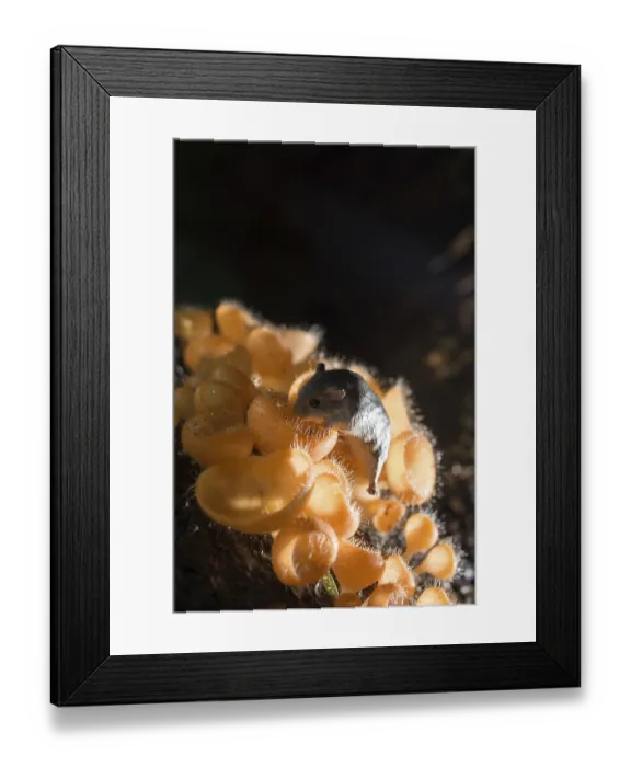 Framed Print : Mushroom in the rain forest among the fallen leaves and bark with the rat