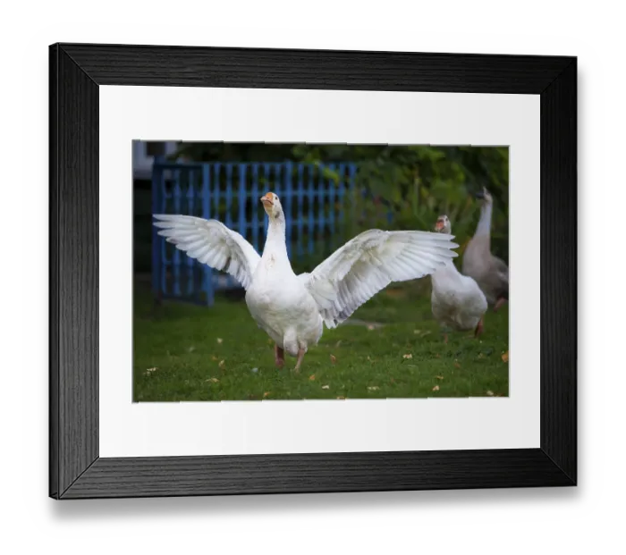Framed Print : Domestic village goose flaps its wings White goose