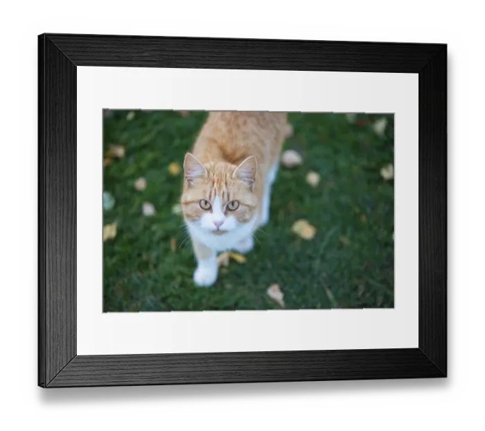 Framed Print : Ginger cat on green grass with yellow leaves