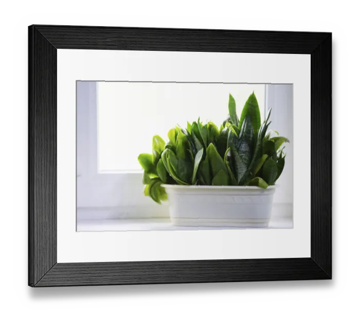 Framed Print : Home flower in a white pot on the windowsill