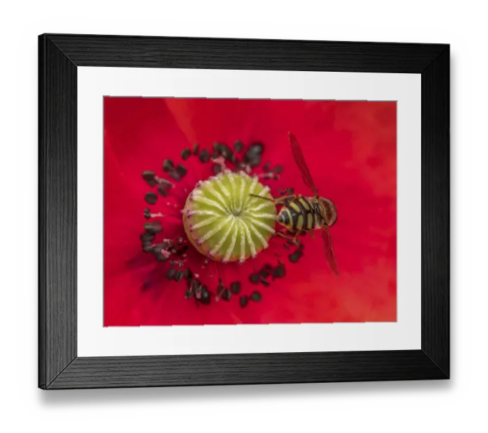 Framed Print : Extreme closeup shot of poppy flower receptacle with stames in blossom with a bee pollinating