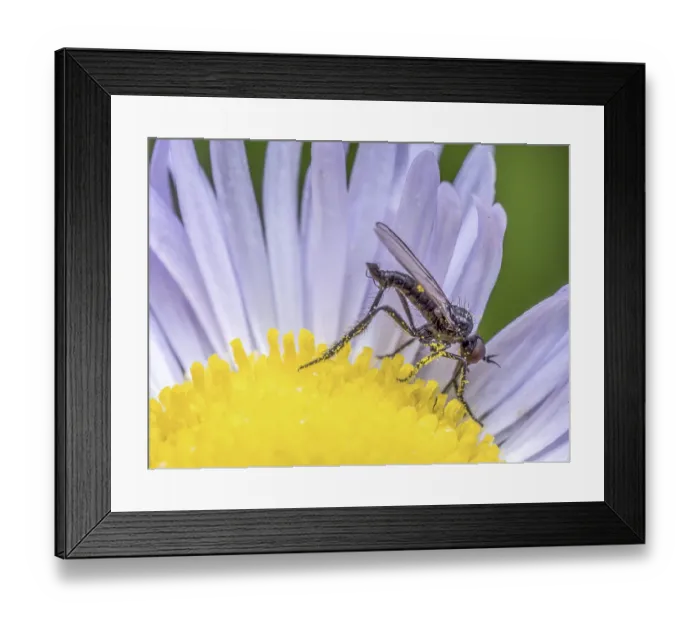 Framed Print : Closeup of rhamphomyia fly pollinating wild flower Framed Print : Closeup of rhamphomyia fly pollinating wild flower