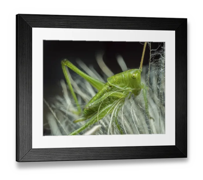 Framed Print : Macro shot of grasshopper sitting on dandelion seed head