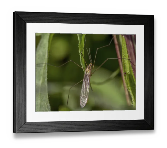 Framed Print : Closeup shot of Crane fly staying on a garden plant Framed Print : Closeup shot of Crane fly staying on a garden plant