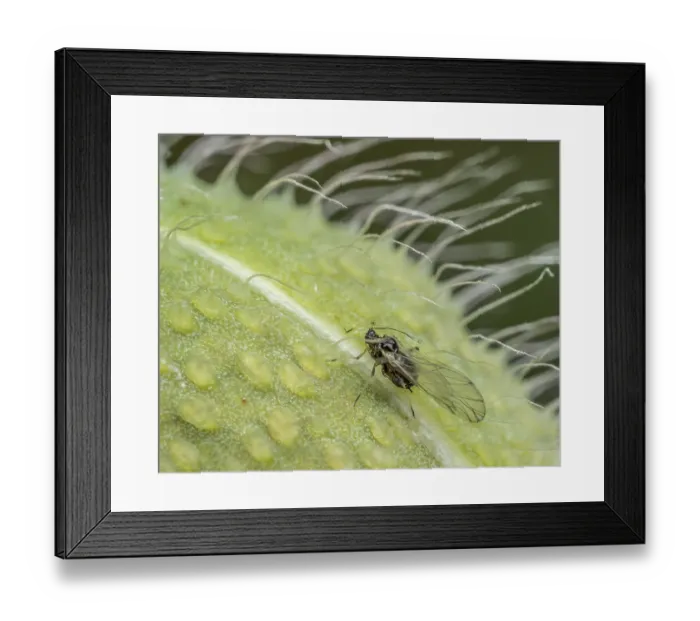 Framed Print : Closeup of aphid scavenging on ripening poppy head