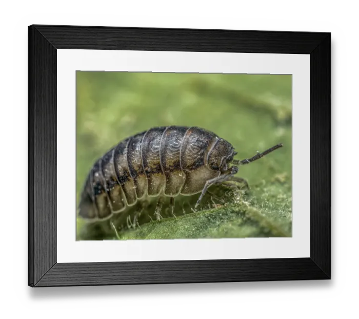 Framed Print : Closeup shot of Nosy Pill Woodlouse bug on green leaf