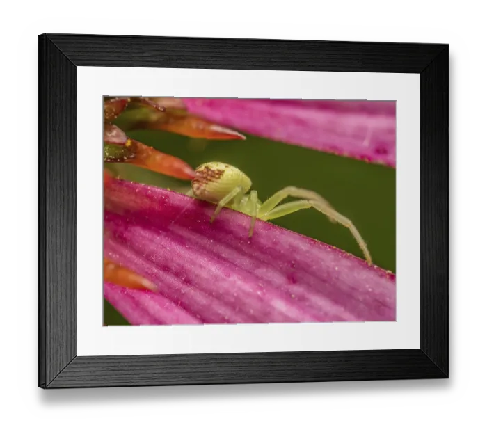 Framed Print : Closeup shot of Green Grass Crab Spider hunting on echinacea flower