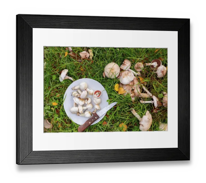 Framed Print : Wild white mushrooms with umbrellas picked on plate for cooking meal Framed Print : Wild white mushrooms with umbrellas picked on plate for cooking meal