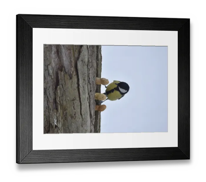 Framed Print : Great tit, (Parus major) picks up a peanut in winter Framed Print : Great tit, (Parus major) picks up a peanut in winter