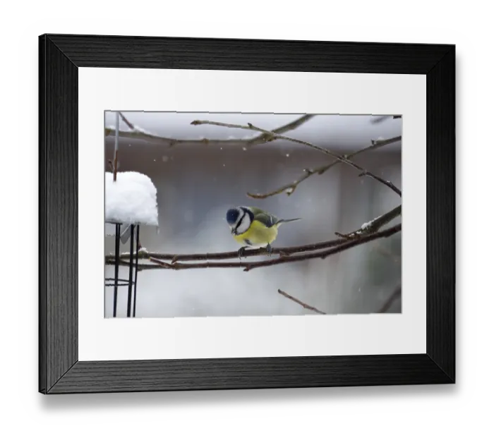 Framed Print : Blue tit (Cyanistes caeruleus)