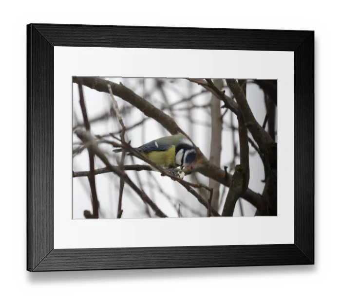 Framed Print : Blue tit (Cyanistes caeruleus) Framed Print : Blue tit (Cyanistes caeruleus)