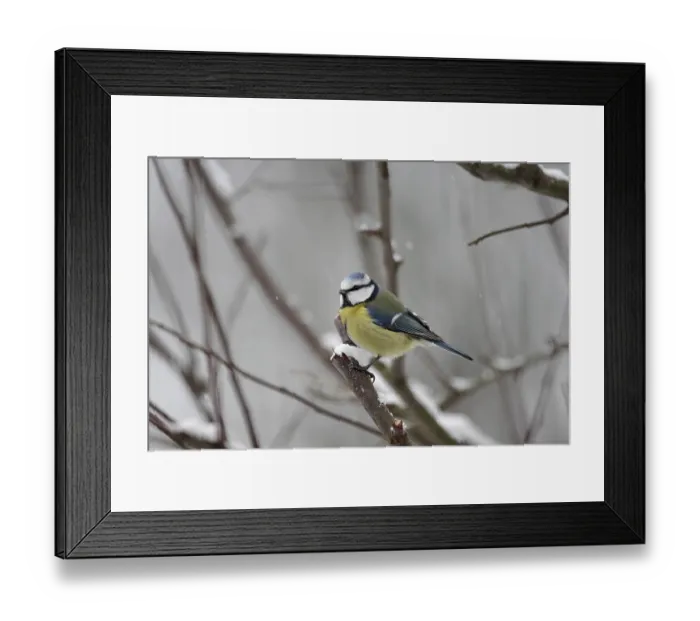 Framed Print : Blue tit (Cyanistes caeruleus)