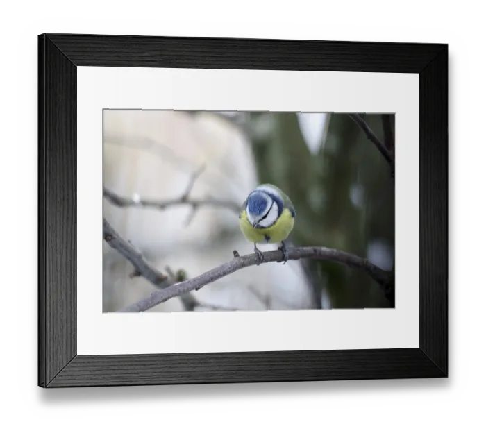 Framed Print : Blue tit (Cyanistes caeruleus) Framed Print : Blue tit (Cyanistes caeruleus)