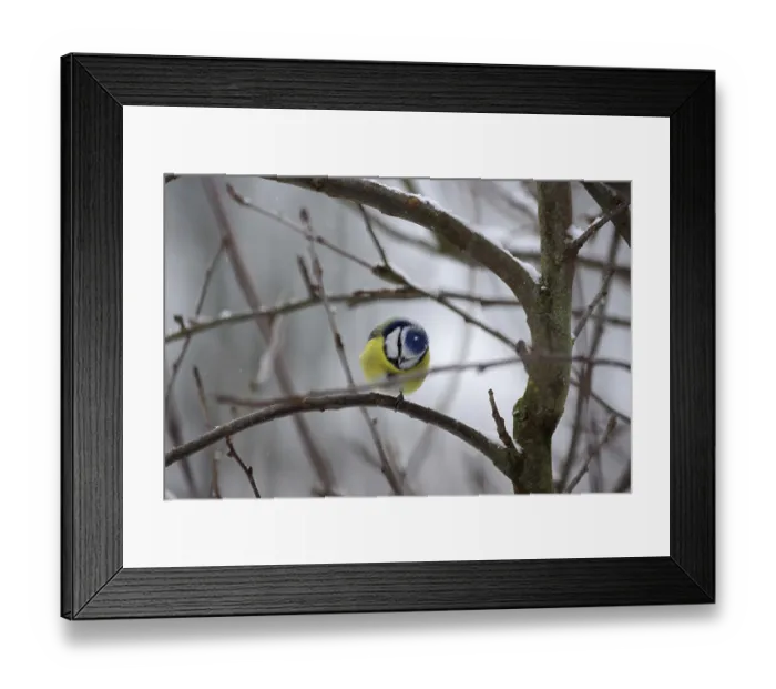 Framed Print : Blue tit (Cyanistes caeruleus) Framed Print : Blue tit (Cyanistes caeruleus)