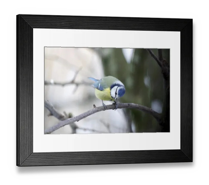 Framed Print : Blue tit (Cyanistes caeruleus) Framed Print : Blue tit (Cyanistes caeruleus)