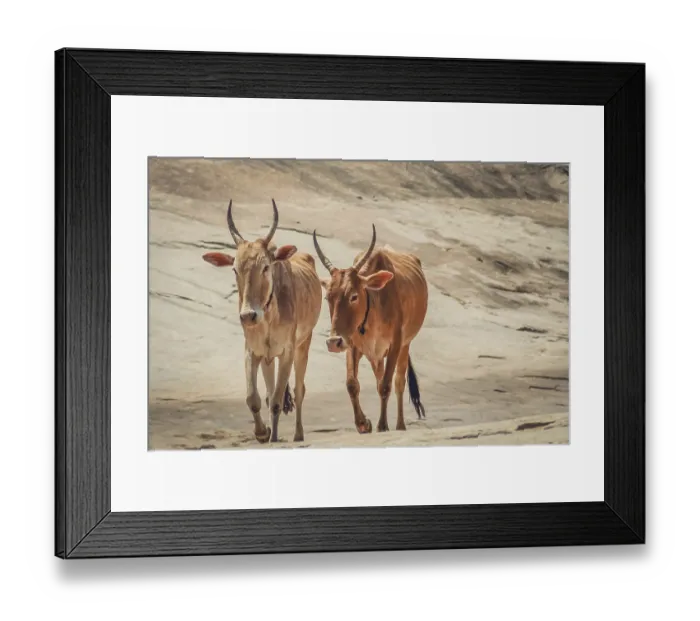 Framed Print : Two cows walking on the rocky hill, Hampi, India Framed Print : Two cows walking on the rocky hill, Hampi, India