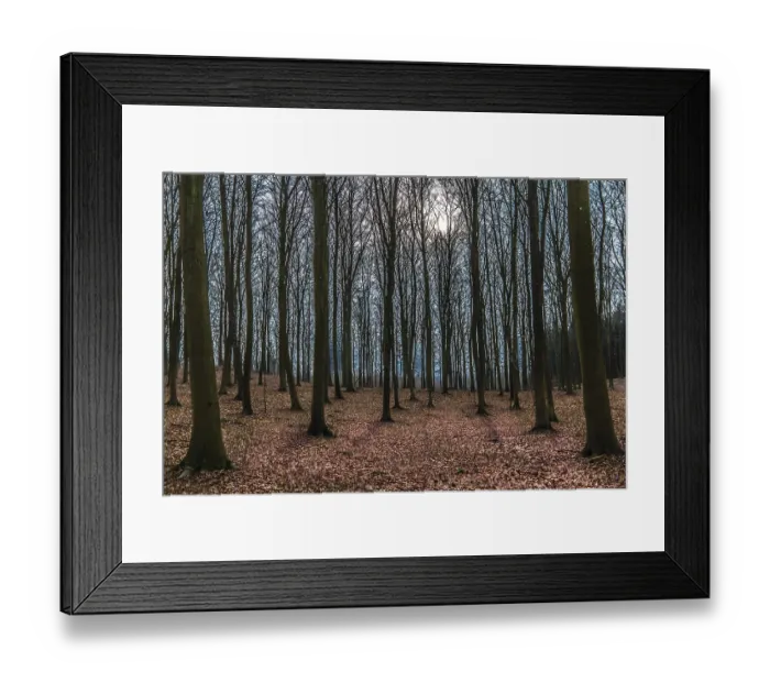 Framed Print : Winter day in a beech forest with the sun behind the branches