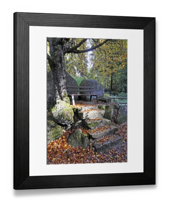 Framed Print : Bench, autumn, autumn forest, beech Framed Print : Bench, autumn, autumn forest, beech