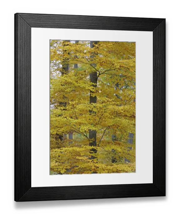 Framed Print : Autumn forest, tree, beech, beech forest
