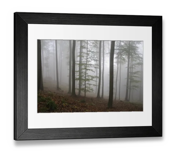 Framed Print : Fog, forest, mood, foggy, tree